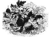 Cucumber (Cucumis sativus), Heb.QoShAIM